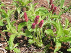 Acalypha glandulifolia