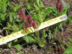 Acalypha glandulifolia