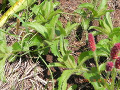 Acalypha glandulifolia
