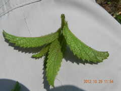 Acalypha glandulifolia