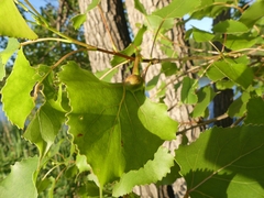 Pemphigus populicaulis