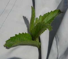 Acalypha glandulifolia