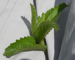 Acalypha glandulifolia