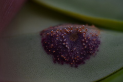 Puccinia klugkistiana