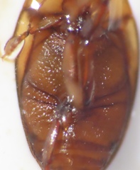 Hydroporinae