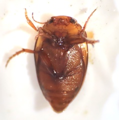 Hydroporinae