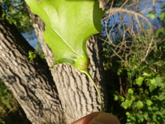 Pemphigus populicaulis