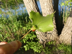 Pemphigus populicaulis