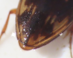Hydroporinae