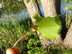 Pemphigus populicaulis