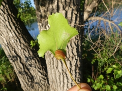 Pemphigus populicaulis