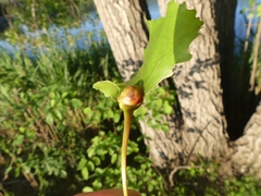 Pemphigus populicaulis