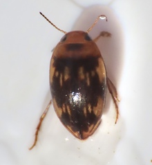 Hydroporinae