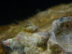 Arabian Blenny photo 3