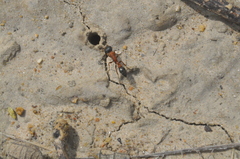 Pseudomyrmex termitarius