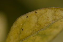 Dendrothrips ornatus