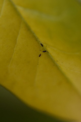 Dendrothrips ornatus