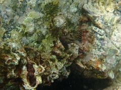 Dendrochirus brachypterus