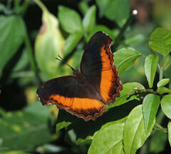 Eurytela dryope angulata
