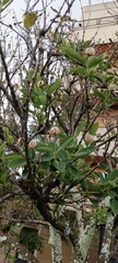 Dais cotinifolia