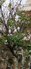 Dais cotinifolia