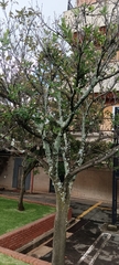 Dais cotinifolia
