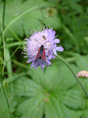Zygaena osterodensis