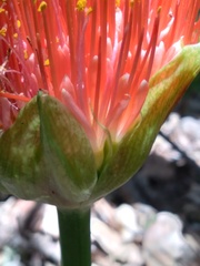 Scadoxus puniceus
