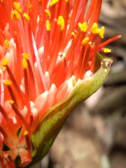 Scadoxus puniceus