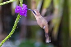 Phaethornis striigularis