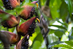 Phaethornis longirostris