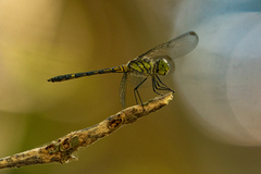 Chalcostephia flavifrons