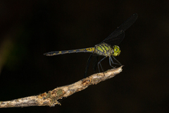 Chalcostephia flavifrons