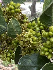 Rhamnus alaternus