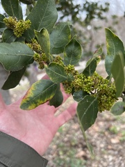 Rhamnus alaternus