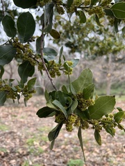 Rhamnus alaternus