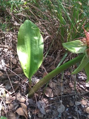 Scadoxus puniceus