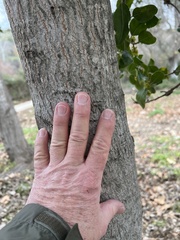 Rhamnus alaternus