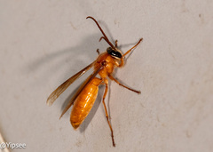 Provespa barthelemyi