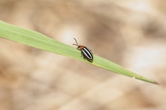 Disonycha glabrata