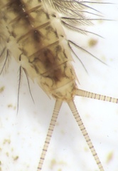 Leptophlebiidae