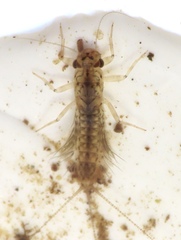 Leptophlebiidae