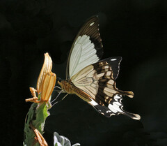 Papilio dardanus