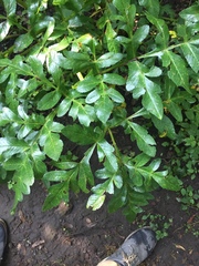 Prionosciadium thapsoides