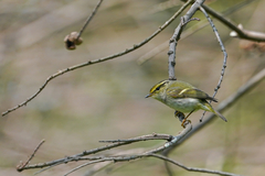 Phylloscopus proregulus