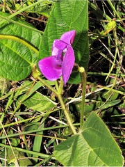 Vigna vexillata davyi