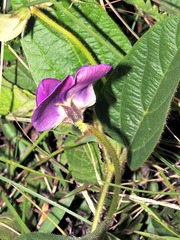 Vigna vexillata davyi