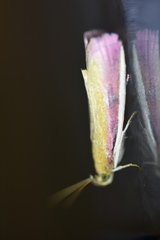 Oncocera semirubella