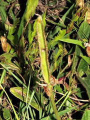 Vigna vexillata davyi