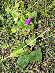 Vigna vexillata davyi